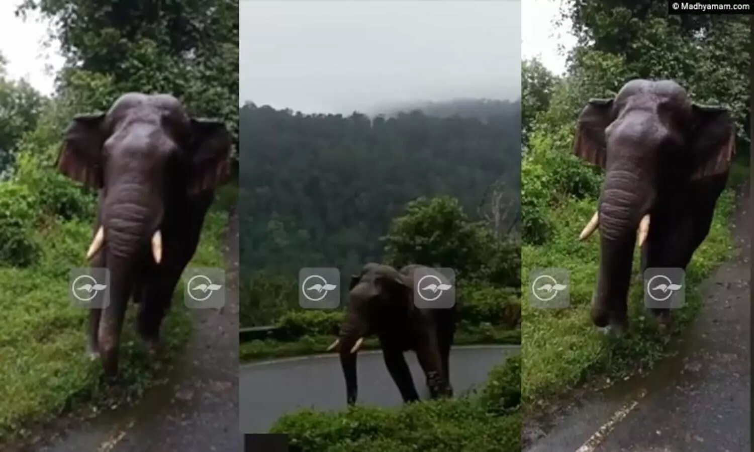 കാറുകൾ കണ്ടാൽ പാഞ്ഞടുക്കും; മുറിഞ്ഞ വാലുള്ള കാപാലിയുടെ വിളയാട്ടം തുടരുന്നു