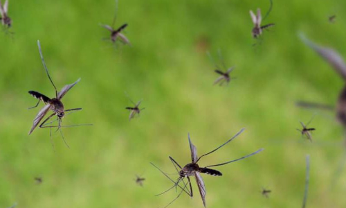 കൊതുകുശല്യം രൂക്ഷം; പ്രതിഷേധമായി കൊതുകുപിടിത്ത മത്സരം
