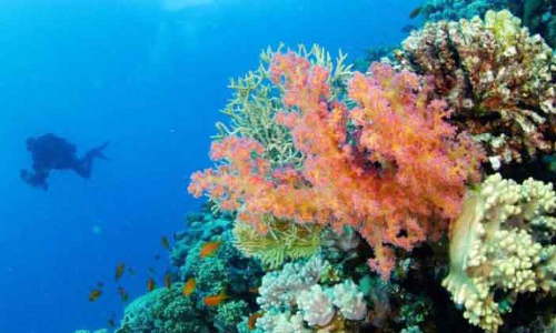 കാഴ്ചയും കൗതുകങ്ങളും നിറച്ച് ചെങ്കടൽതീരം