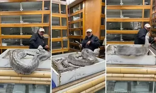 Huge python attacks zookeeper Viral Video