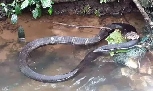 കരിക്കാട്ടോളിയിൽ നിന്ന് രാജവെമ്പാലയെ പിടികൂടി