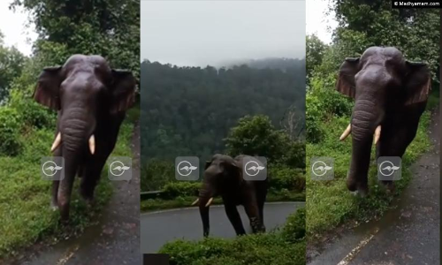 കാറുകൾ കണ്ടാൽ പാഞ്ഞടുക്കും; മുറിഞ്ഞ വാലുള്ള കാപാലിയുടെ വിളയാട്ടം തുടരുന്നു