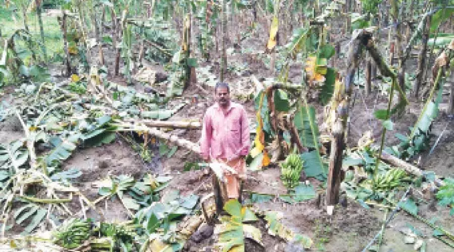 പുഴമൂലയിൽ വീണ്ടും കാട്ടാനകൾ കാർഷിക വിളകൾ നശിപ്പിച്ചു പുഴമൂലയിൽ വീണ്ടും കാട്ടാനകൾ കാർഷിക വിളകൾ നശിപ്പിച്ചു