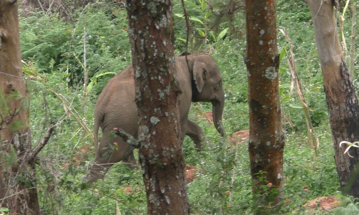 അമ്മയുടെ കുഴിമാടത്തിൽ വേദനയോടെ അവനെത്തും പാതിരാവില് അമ്മയുടെ കുഴിമാടത്തിൽ വേദനയോടെ അവനെത്തും പാതിരാവില്