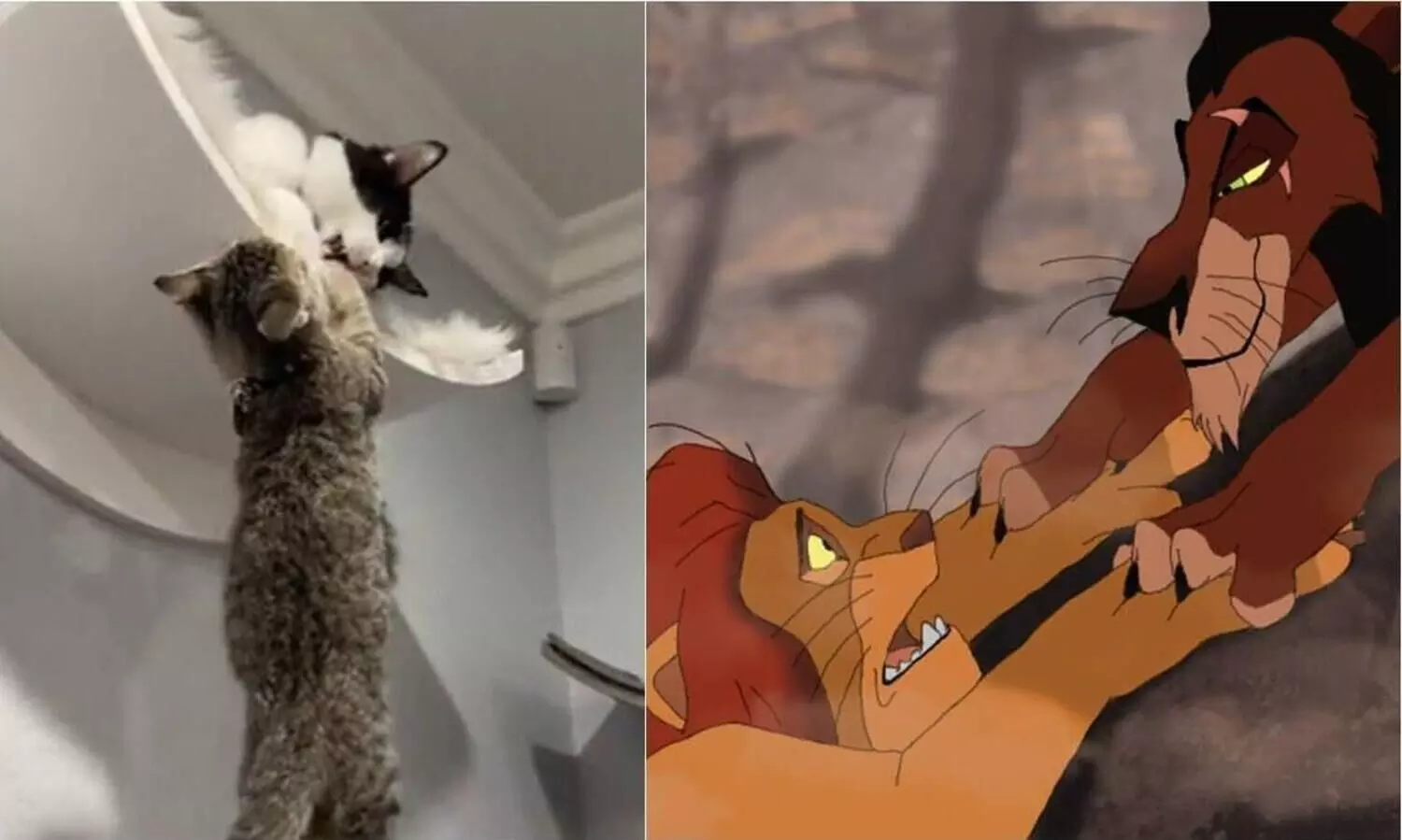 cats-lion-king 18821