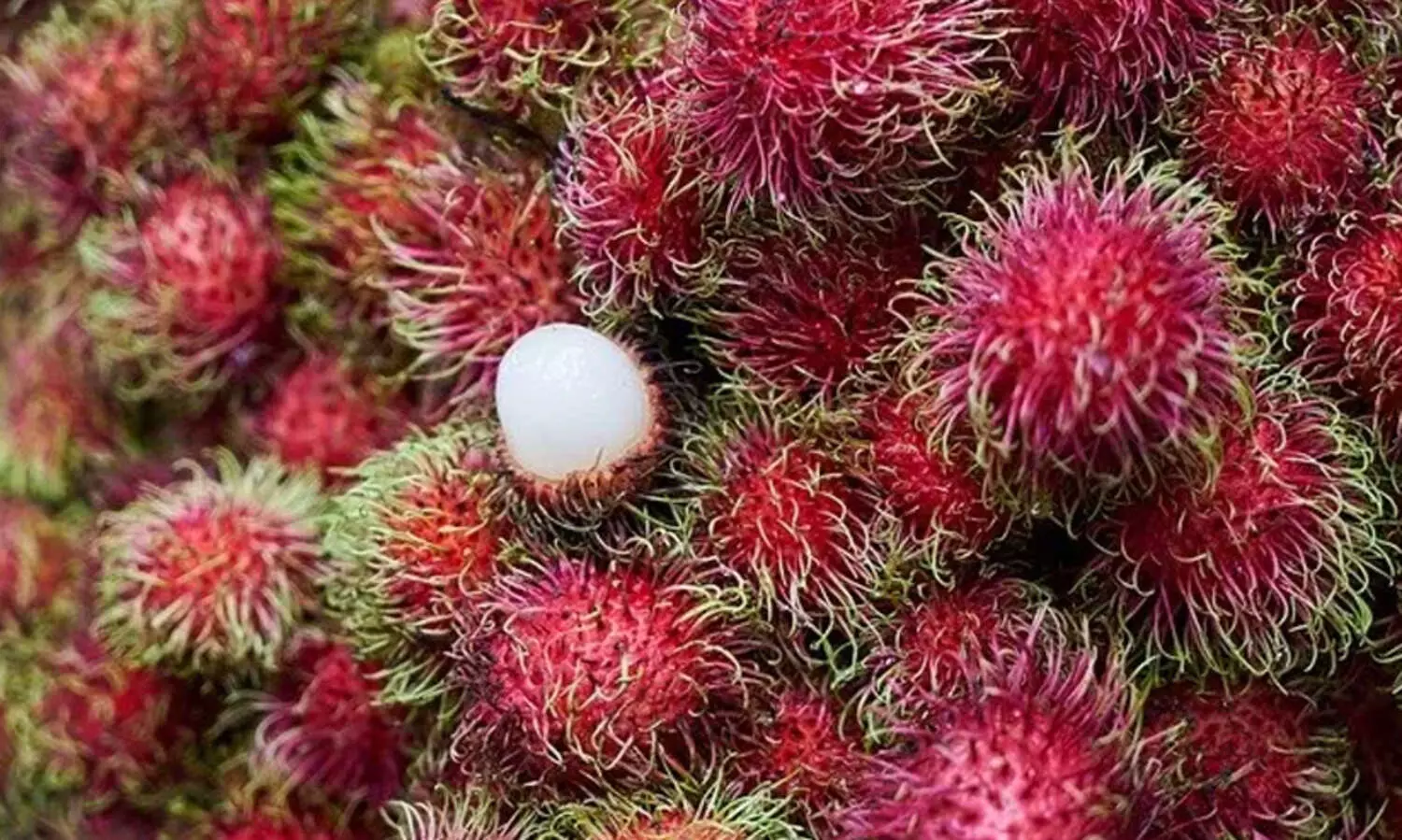 rambutan 18821