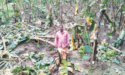 പുഴമൂലയിൽ വീണ്ടും കാട്ടാനകൾ കാ​ർ​ഷി​ക വി​ള​ക​ൾ ന​ശി​പ്പി​ച്ചു