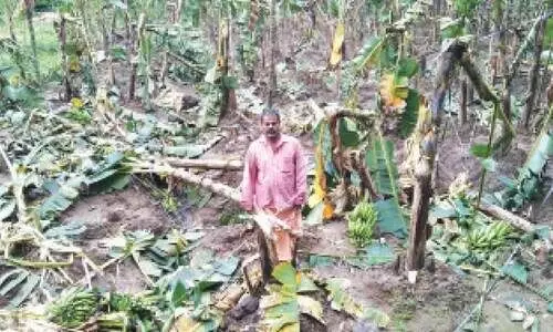 പുഴമൂലയിൽ വീണ്ടും കാട്ടാനകൾ കാ​ർ​ഷി​ക വി​ള​ക​ൾ ന​ശി​പ്പി​ച്ചു