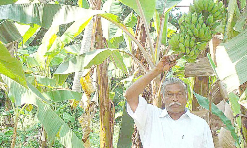 agriculture agriculture