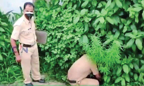 പ​റി​ക്കാ​ൻ പോ​യ​ത് ആ​ലി​ല; ക​ണ്ടെ​ത്തി​യ​ത് ക​ഞ്ചാ​വ് ചെ​ടി