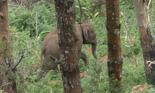 അമ്മയുടെ കുഴിമാടത്തിൽ വേദനയോടെ അവനെത്തും പാതിരാവില്‍