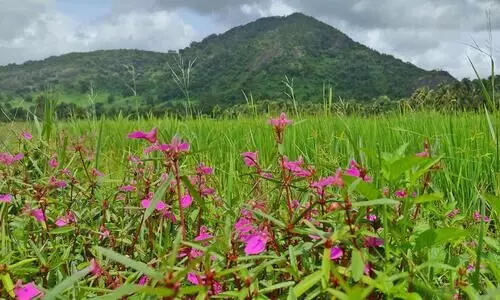 ചാറ്റിലാംപാടത്ത് ഇത്തവണയും ആവണിപൂക്കള്‍ വിരിഞ്ഞു; ചിങ്ങത്തിരുവോണത്തെ വരവേൽക്കാൻ