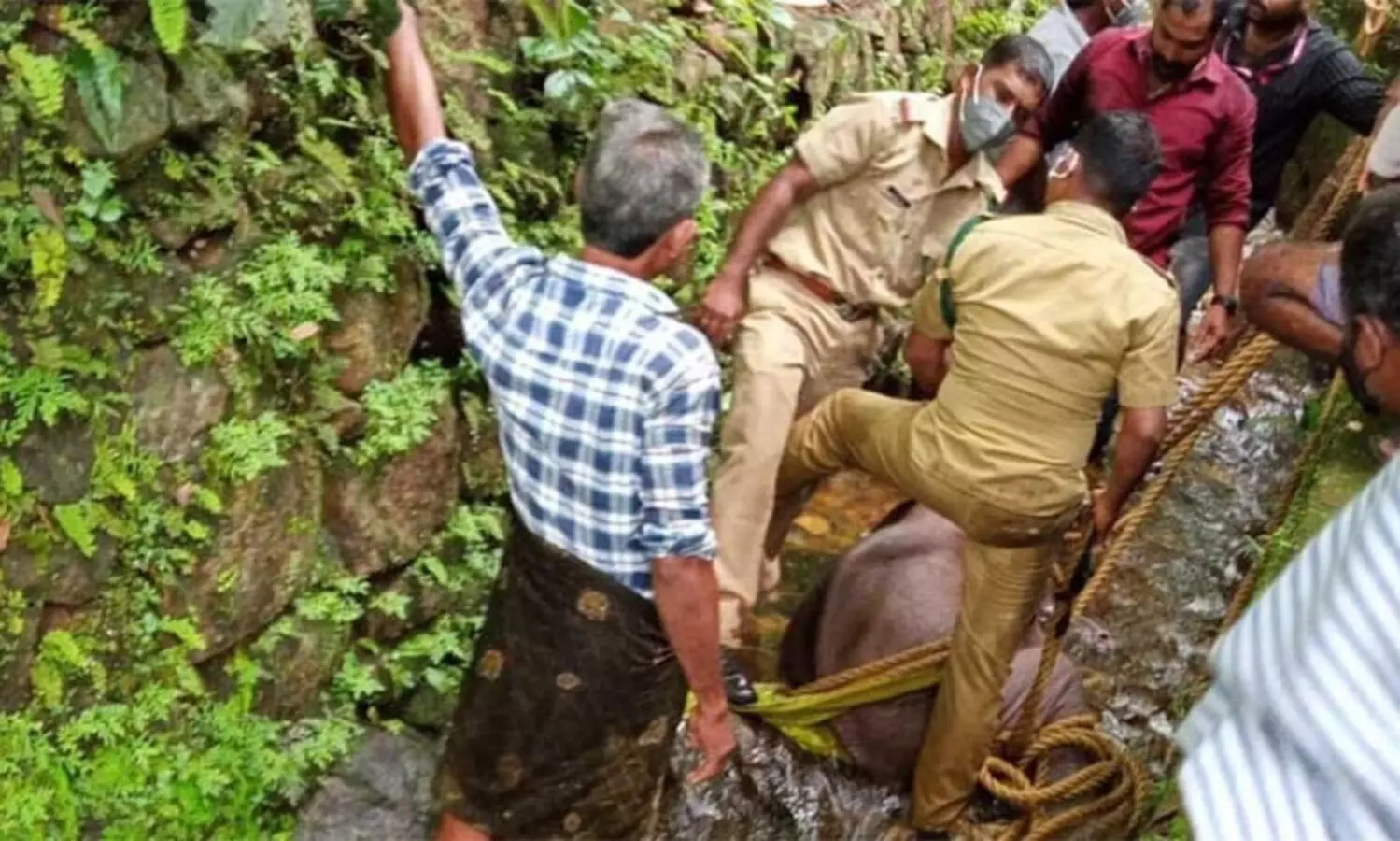 കക്കാട്ടാറി​െൻറ കൈവഴിയിലൂടെ ഒഴുകിയെത്തിയ കാട്ടാനകുട്ടിയെ രക്ഷപ്പെടുത്തി