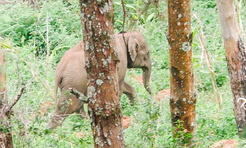 മാതൃസ്​നേഹത്തി​െൻറ നോവ്​: അമ്മയാന അറിയുന്നുണ്ടോ, ചിതക്കരികിൽ കുട്ടി കാത്തുനിൽക്കുന്നു