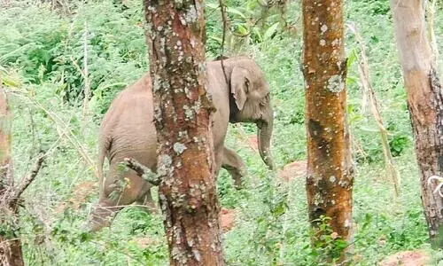 മാതൃസ്​നേഹത്തി​െൻറ നോവ്​: അമ്മയാന അറിയുന്നുണ്ടോ, ചിതക്കരികിൽ കുട്ടി കാത്തുനിൽക്കുന്നു