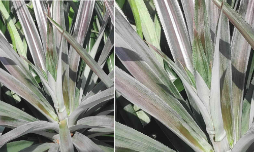 പൈനാപ്പിൾ കർഷകർക്ക് ഭീഷണിയായി അന്തക വിത്ത്