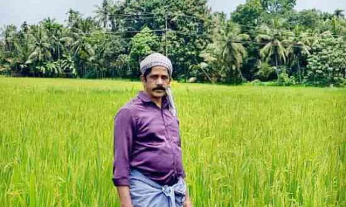 കരക്കേരു പാടത്തിലും വിരുന്നെത്തി നെയ്​ച്ചോർ നെല്ലി​െൻറ സുഗന്ധം