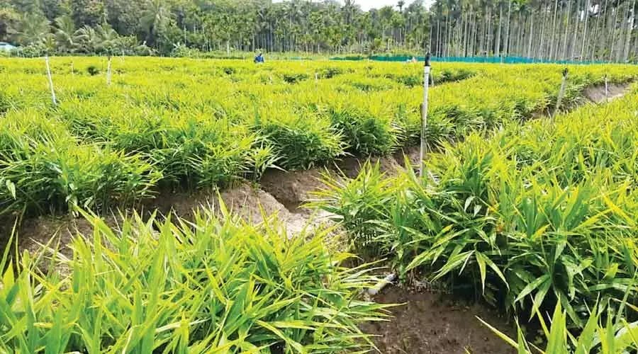 ഇഞ്ചികൃഷിയിൽ കുടക് മാതൃകയുമായി യുവാക്കൾ