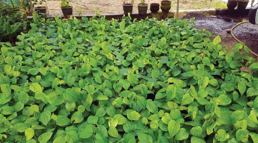 വാങ്ങാനാളില്ല; കാര്ഷിക വിള തൈകള് നഴ്സറികളില് കെട്ടിക്കിടക്കുന്നു വാങ്ങാനാളില്ല; കാര്ഷിക വിള തൈകള് നഴ്സറികളില് കെട്ടിക്കിടക്കുന്നു