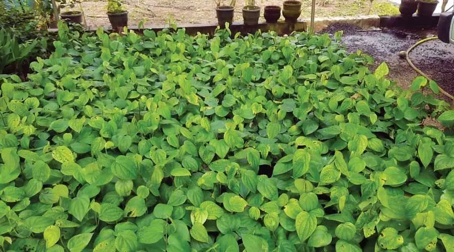 വാങ്ങാനാളില്ല; കാര്ഷിക വിള തൈകള് നഴ്സറികളില് കെട്ടിക്കിടക്കുന്നു വാങ്ങാനാളില്ല; കാര്ഷിക വിള തൈകള് നഴ്സറികളില് കെട്ടിക്കിടക്കുന്നു