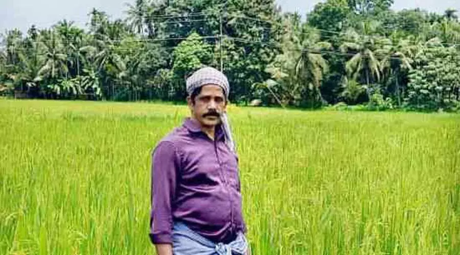 തരിശുഭൂമിയായിക്കിടന്ന പാടത്ത് ഒന്നര എക്കറോളം വിളഞ്ഞത് നെയ്ച്ചോർ അരി