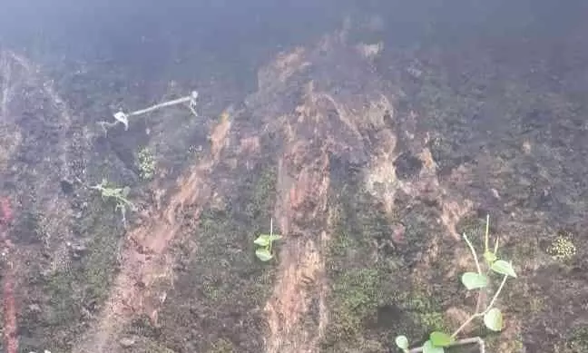 ദേശീയപാത വികസനം: സ്​ഥലം അളക്കാൻ  ഭൂവുടമകളിൽ നിന്ന് പണം ഈടാക്കുന്നതായി പരാതി