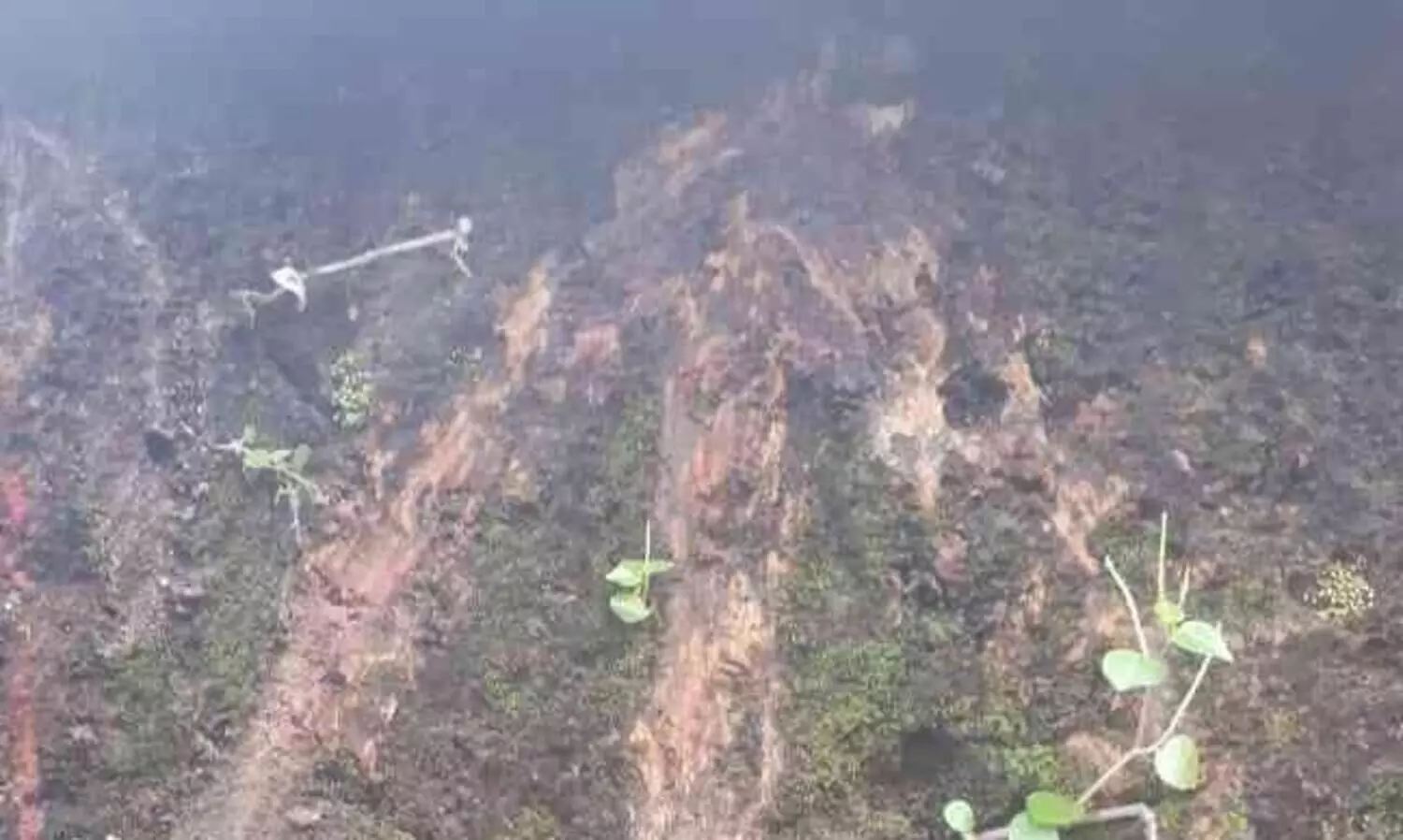 ദേശീയപാത വികസനം: സ്​ഥലം അളക്കാൻ  ഭൂവുടമകളിൽ നിന്ന് പണം ഈടാക്കുന്നതായി പരാതി