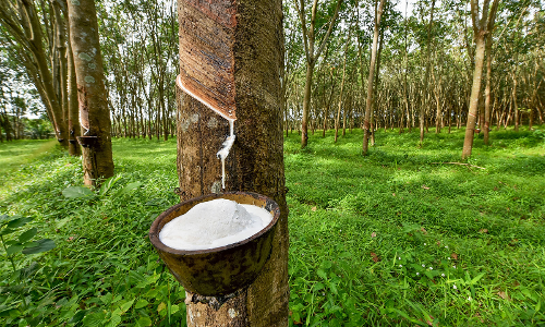 റ​ബ​റിനും കുരുമുളകിനും വി​ല​യി​ടി​വ്​: ക​ർ​ഷ​കർക്ക്​ തിരിച്ചടി, മ​ല​ഞ്ച​ര​ക്ക് വ്യാ​പാ​രം ത​ള​ർ​ച്ച​യി​ൽ