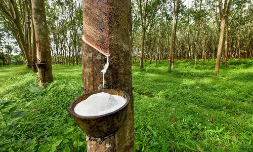 റ​ബ​റിനും കുരുമുളകിനും വി​ല​യി​ടി​വ്​: ക​ർ​ഷ​കർക്ക്​ തിരിച്ചടി, മ​ല​ഞ്ച​ര​ക്ക് വ്യാ​പാ​രം ത​ള​ർ​ച്ച​യി​ൽ