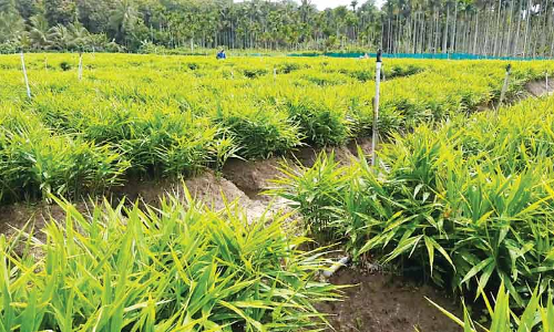 ഇഞ്ചികൃഷിയിൽ കുടക് മാതൃകയുമായി യുവാക്കൾ