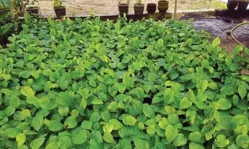 വാ​ങ്ങാ​നാ​ളി​ല്ല; കാ​ര്‍ഷി​ക വി​ള തൈ​ക​ള്‍ ന​ഴ്സ​റി​ക​ളി​ല്‍ കെ​ട്ടി​ക്കി​ട​ക്കു​ന്നു