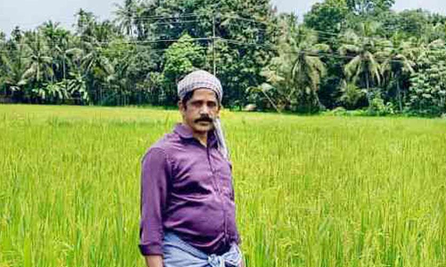 തരിശുഭൂമിയായിക്കിടന്ന പാടത്ത് ഒന്നര എക്കറോളം വിളഞ്ഞത് നെയ്ച്ചോർ അരി