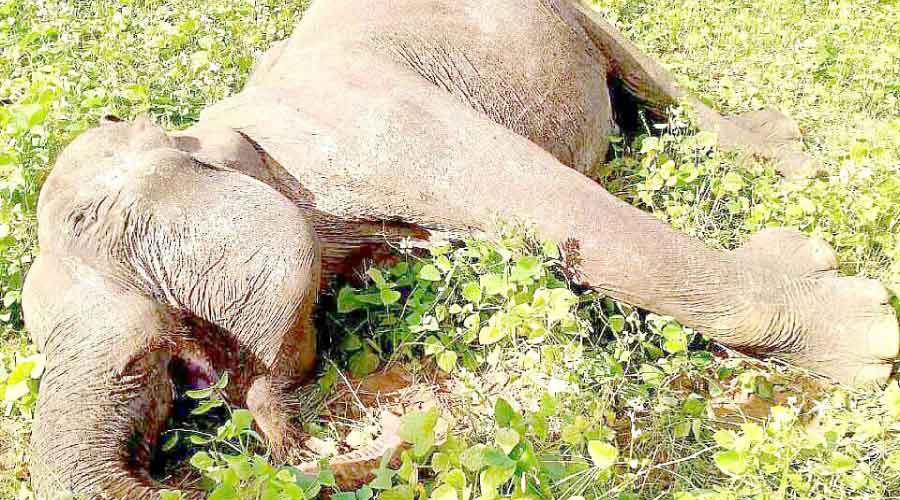 കാടിറങ്ങിയ പിടിയാന കൃഷിയിടത്തിൽ െചരിഞ്ഞനിലയിൽ കാടിറങ്ങിയ പിടിയാന കൃഷിയിടത്തിൽ െചരിഞ്ഞനിലയിൽ
