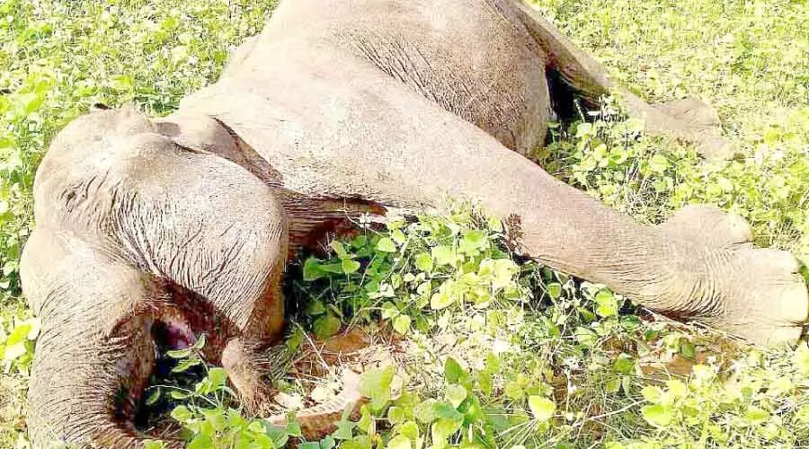 കാടിറങ്ങിയ പിടിയാന കൃഷിയിടത്തിൽ െചരിഞ്ഞനിലയിൽ കാടിറങ്ങിയ പിടിയാന കൃഷിയിടത്തിൽ െചരിഞ്ഞനിലയിൽ