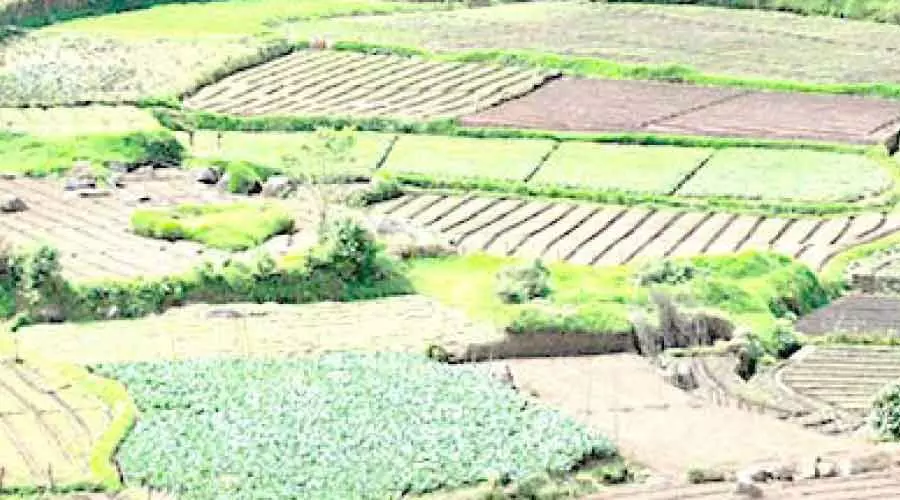 ഗ്രാൻറിസ് വഴിമാറുന്നു; ഫലവര്ഗങ്ങളുടെ കലവറയാകാനൊരുങ്ങി വട്ടവട ഗ്രാൻറിസ് വഴിമാറുന്നു; ഫലവര്ഗങ്ങളുടെ കലവറയാകാനൊരുങ്ങി വട്ടവട