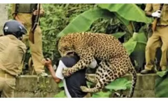 ational grandparents battle with leopard in order to save their grand