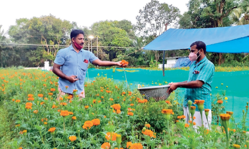 തിരുവോണ പൂക്കളം നിറയാൻ നിറമരുതൂരി​െൻറ ചെണ്ടുമല്ലി