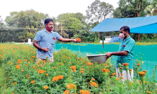 തിരുവോണ പൂക്കളം നിറയാൻ നിറമരുതൂരി​െൻറ ചെണ്ടുമല്ലി