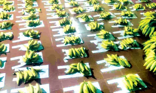 1100 വീ​ടു​ക​ളി​ലേ​ക്ക് നേ​ന്ത്ര​പ്പ​ഴം ന​ൽ​കി