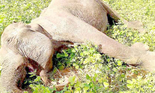 കാടിറങ്ങിയ പിടിയാന കൃഷിയിടത്തിൽ ​െചരിഞ്ഞനിലയിൽ