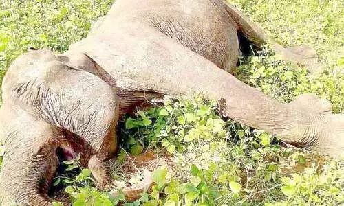 കാടിറങ്ങിയ പിടിയാന കൃഷിയിടത്തിൽ ​െചരിഞ്ഞനിലയിൽ