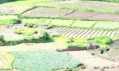 ഗ്രാൻറിസ്​ വഴിമാറുന്നു; ഫലവര്‍ഗങ്ങളുടെ കലവറയാകാനൊരുങ്ങി വട്ടവട