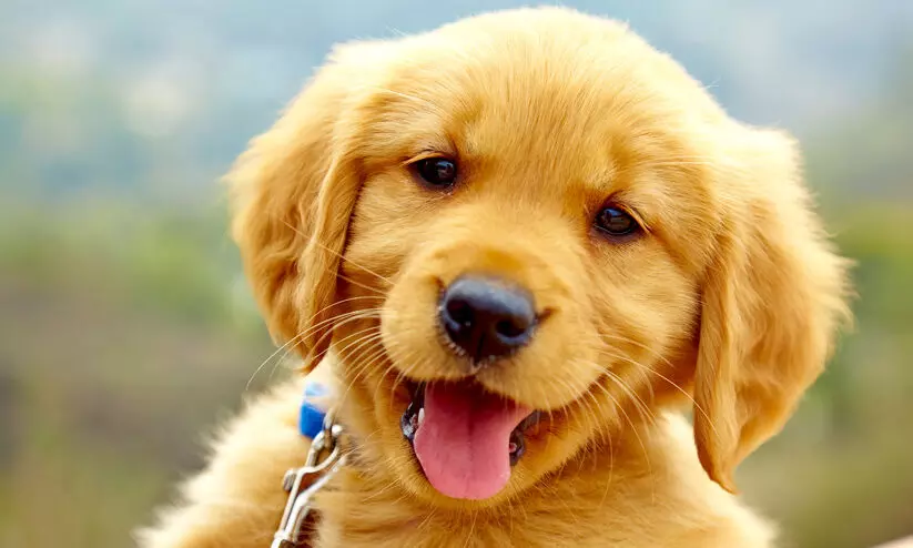 ഈ നായയുടെ ബുദ്ധി കണ്ടാൽ കണ്ണു​ തള്ളി പോകും - വിഡിയോ വൈറൽ