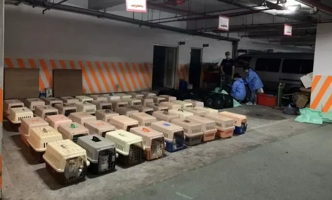 ചൈനയിൽനിന്ന് കടത്തിയ 154 പൂച്ചകൾക്ക് ദയാവധം; കടുത്ത വിമർശനം ചൈനയിൽനിന്ന് കടത്തിയ 154 പൂച്ചകൾക്ക് ദയാവധം; കടുത്ത വിമർശനം