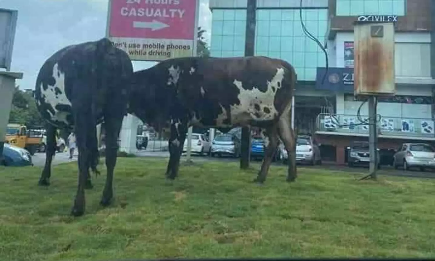 ലക്ഷങ്ങൾ മുടക്കി മീഡിയനിൽ വച്ചു പിടിപ്പിച്ച പുല്ല് പശുക്കൾ തിന്നു തീർത്തു