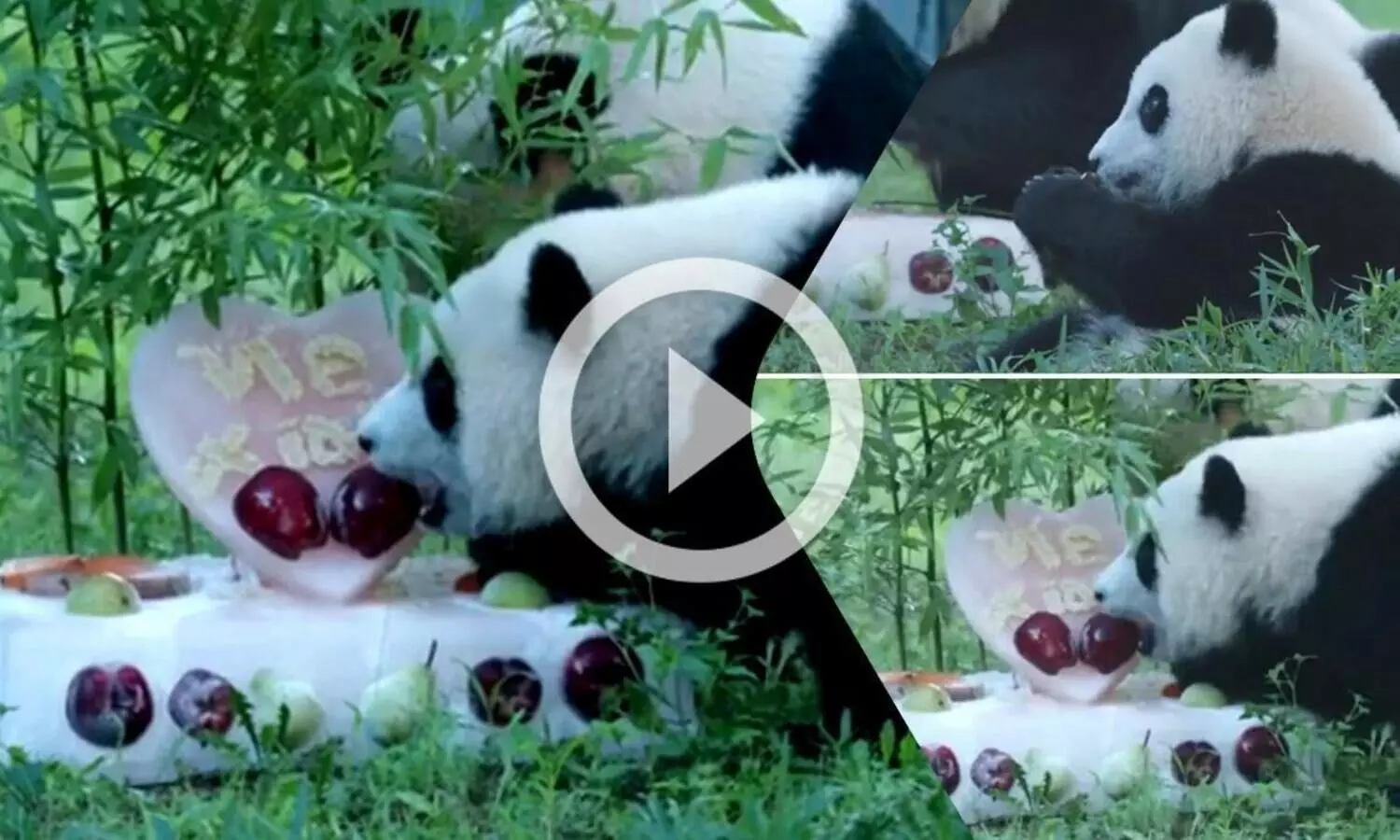 കുഞ്ഞൻ പാണ്ടക്ക് ഒരു വയസ്, കേക്ക് ഒരുക്കി പിറന്നാളാഘോഷിച്ച് മൃഗശാല‌; വൈറലായി വിഡിയോ