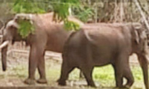 മു​റി​വു​ക​ൾ  ഉണങ്ങുന്നു; റി​വാ​ൾ​ഡോ ആ​ന​ക​ളോ​ടൊ​പ്പം കൂട്ടുകൂടാൻ തുടങ്ങി