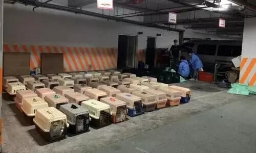 ചൈനയിൽനിന്ന്​ കടത്തിയ 154 പൂച്ചകൾക്ക്​ ദയാവധം; കടുത്ത വിമർശനം
