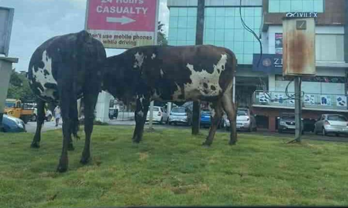 ലക്ഷങ്ങൾ മുടക്കി മീഡിയനിൽ വച്ചു പിടിപ്പിച്ച പുല്ല് പശുക്കൾ തിന്നു തീർത്തു