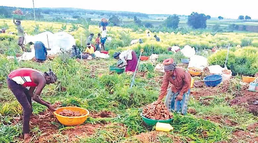 ഇഞ്ചിവില കൂപ്പുകുത്തി; കർഷകർക്ക് കണ്ണീർ വിളവെടുപ്പ് ഇഞ്ചിവില കൂപ്പുകുത്തി; കർഷകർക്ക് കണ്ണീർ വിളവെടുപ്പ്